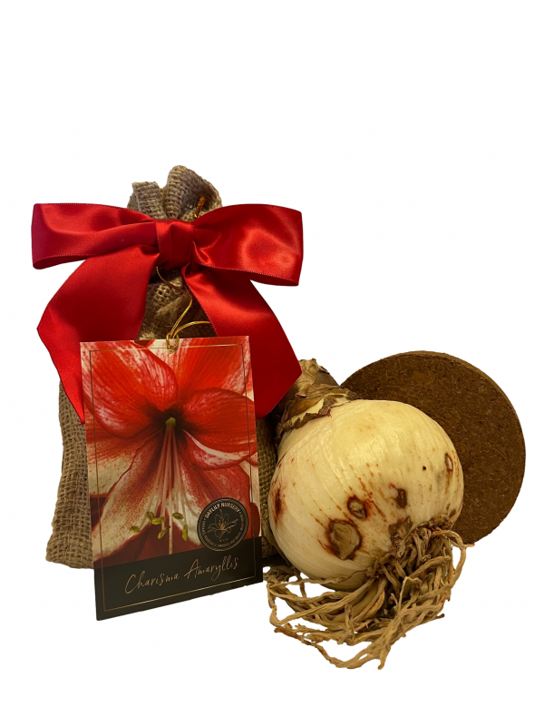 Charisma Amaryllis Bulb in Burlap Gift Bag! -Includes Growing Medium-Great Holiday Gift!